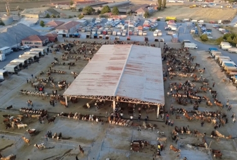 Hayvan fiyatlar� d����te, besiciler �Tam al�m zaman�� diyor