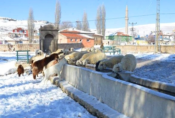 Pnarba'nn Ayvack Ky Eski smi Olan Cabe'yi Geri Alyor