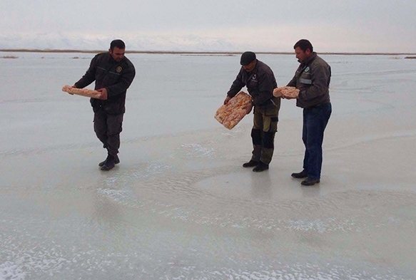 Yaban hayvanlar iin doaya 800 kilo sakatat brakld