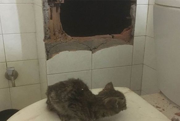 Havalandırma boşluğuna düşen kedi itfaiye ekiplerince kurtarıldı