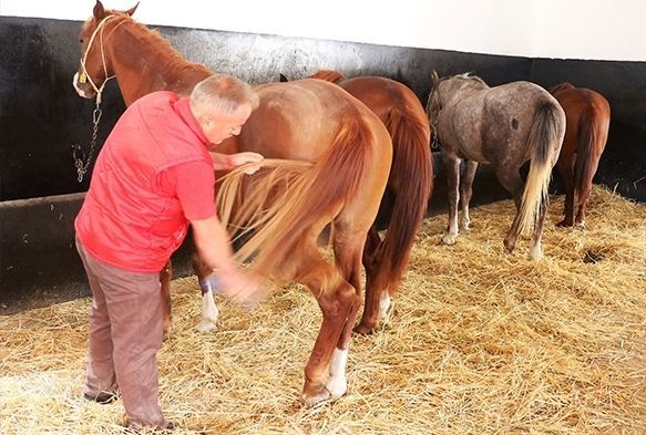 Servet deerindeki yar taylar bebek gibi yetitiriliyor