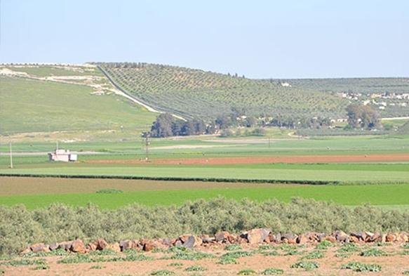 Hatay'a 'Zeytin Dal Snr Kaps'