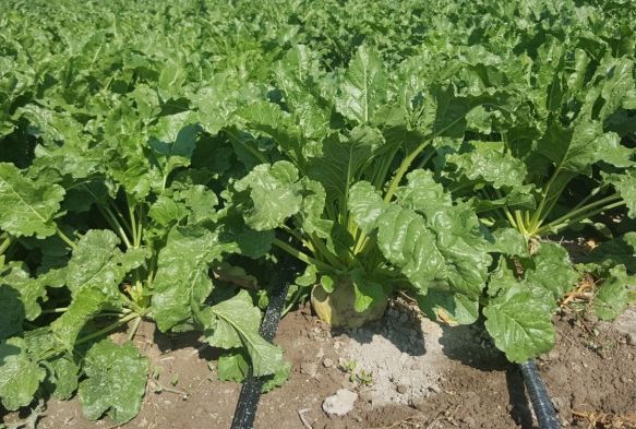 Kayseri eker akll damla sulama dnemine geiyor