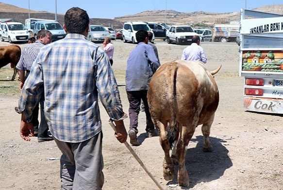 Kurban Bayram'nda 27 bin 925 hayvan kesildi