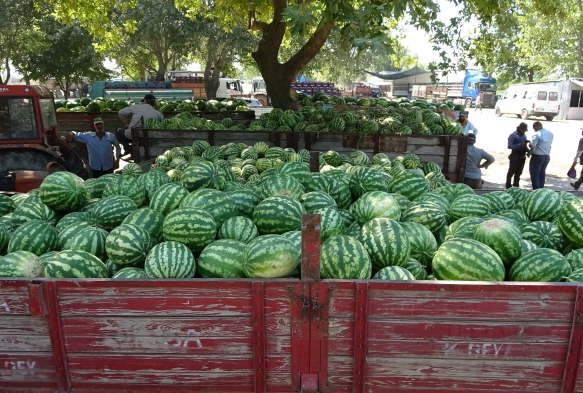 Binlerce ton karpuzu zararna satmak iin bekliyorlar ama alc yok