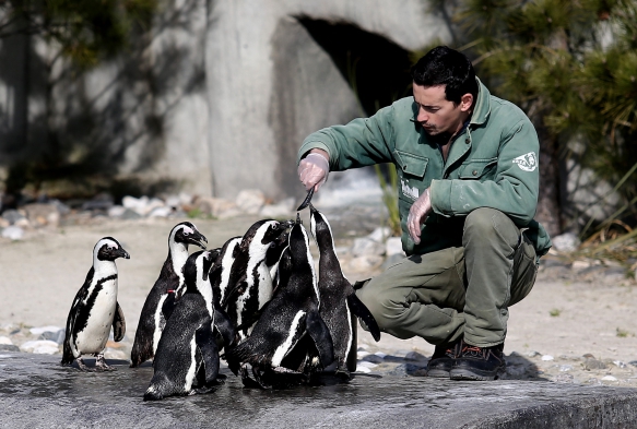 Penguenler yumurtlamaya balad