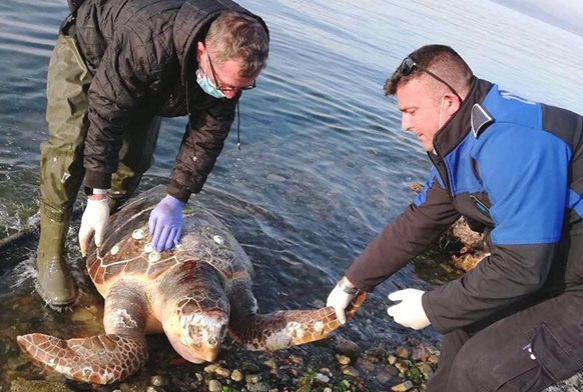 Sahile vuran caretta caretta kurtarlamad