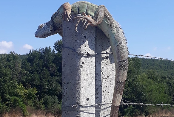 atalcada iguana aknl