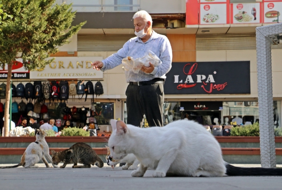 Sesini duyan kediler esas durua geiyor