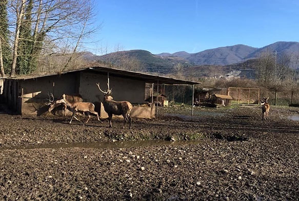 Geyii  alp yediler, rekor ceza kesildi