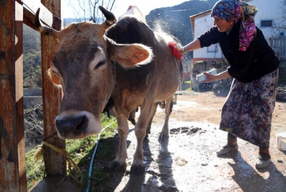 Kara kazanda sttklar sularla inekleri bebek gibi ykyorlar