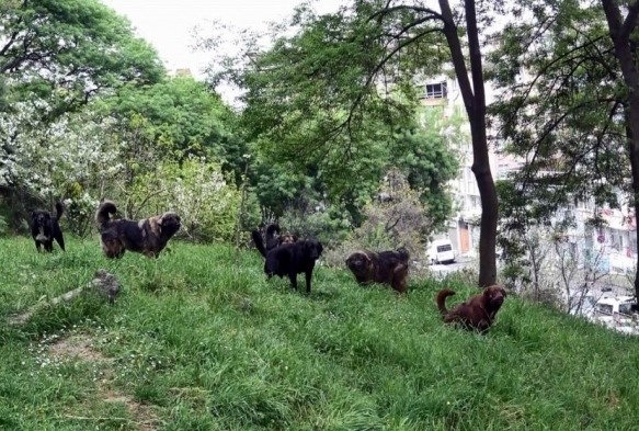 Bakaya: Babo kpeklerle ilgili yasal dzenleme art