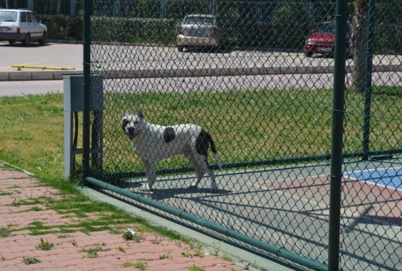 zmir'de pitbull deheti