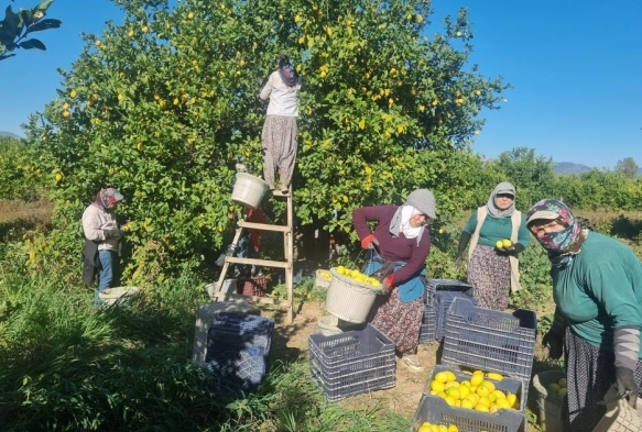 Fiyat reticiyi sevindirdi, ukurova'da trkl limon hasad