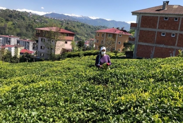 Dou Karadeniz'de 2023 yl ya ay sezonu hazrlklar balad