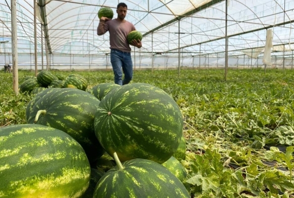 Antalya'da rt alt karpuz hasat balad