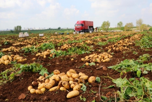 Turfanda patates hasad balad, bu yl verim yksek