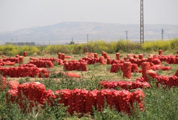 Soann tarlada fiyat 4 liraya kadar indi