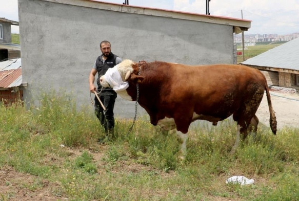 Heybeti grenleri bylyor, fiyat ise dudak uuklatyor