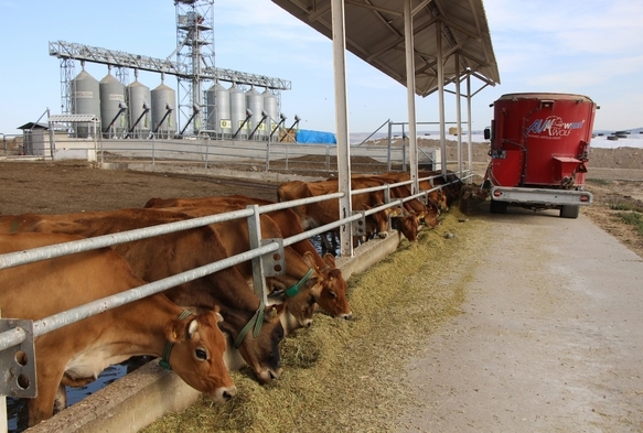 Süt makinesi jersey inekleri
