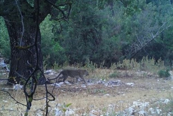 Anadolu Parsı Tekrar Grntlendi