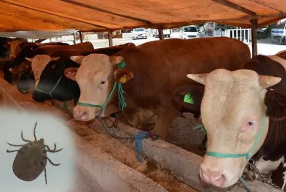 Kurban Bayramı ncesi 'Kene' Uyarısı