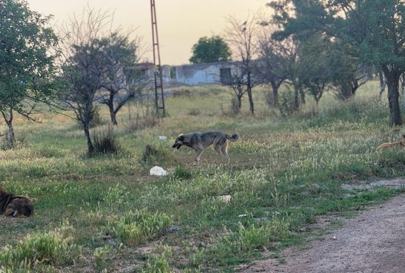 Başıboş Kpekler Koyunları Telef Etti