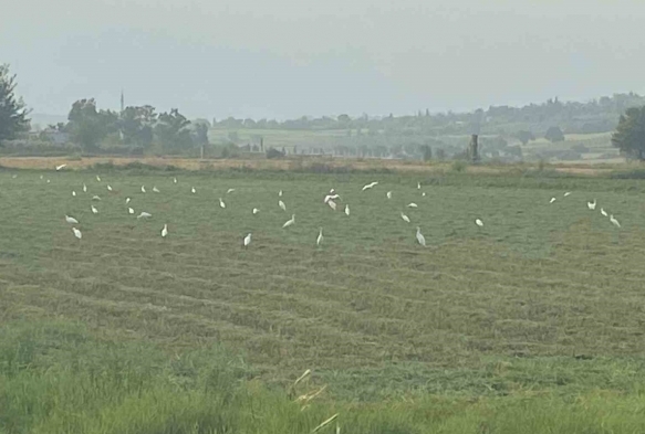 iftilerin İmdadına Kuşlar Yetişti