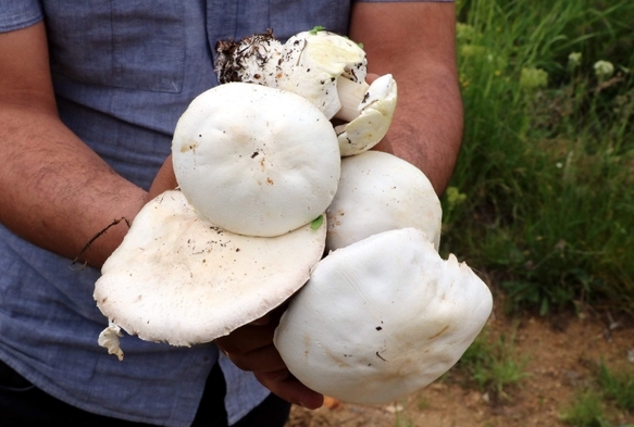 Doğadan Toplanan Mantarlara Dikkat