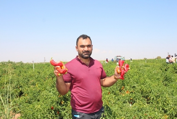 Urfada acı biberin hasadı sryor