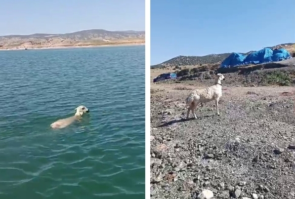 Balıkı ağına bu kez koyun takıldı