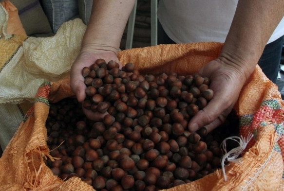 Serbest piyasada fındık fiyatı randımana bağl