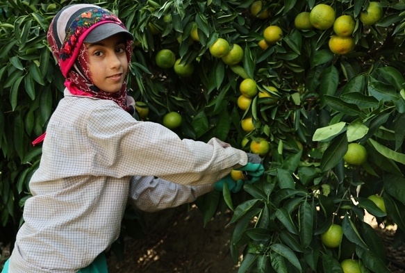 Adana'da Mandalina Hasadı Başladı