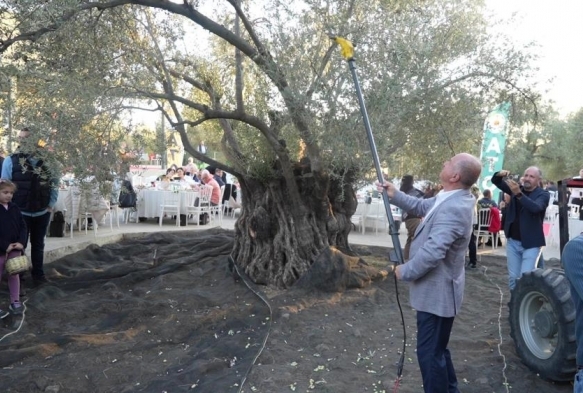 Bin yıllık zeytin ağacından hasat yapıldı