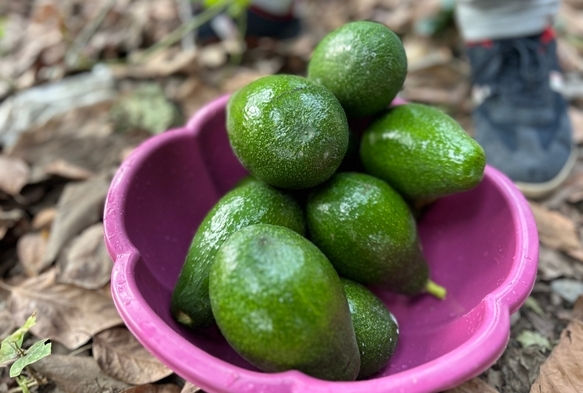 Avokado 20 TL'den Alıcı Buluyor