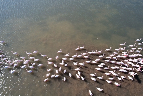 Flamingolara Kpk Tehdidi