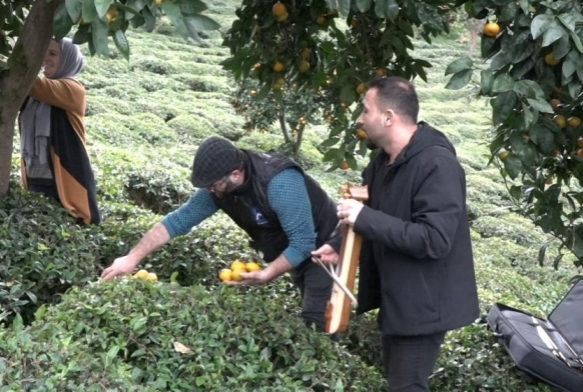 Mandalinayı kemene eşliğinde hasat ettiler