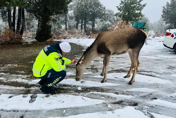 Kızıl geyikten jandarmaya srpriz ziyaret