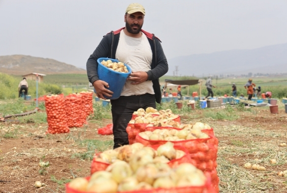 Tarladan 8 TL'den alıcı buluyor