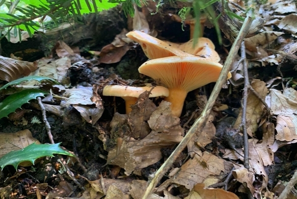 Mantar zehirlenmelerine dikkat