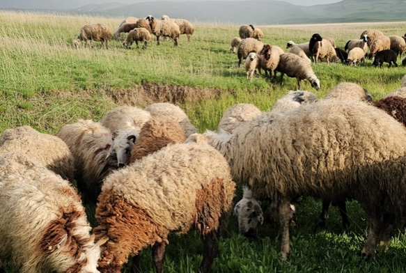 Besiciler 7 aylık göçe başladı