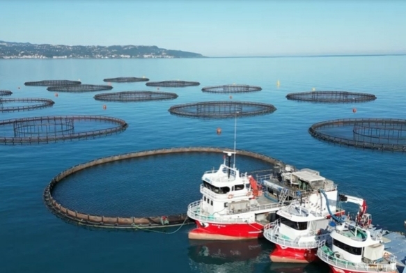 Karadeniz'de somon hasad balad