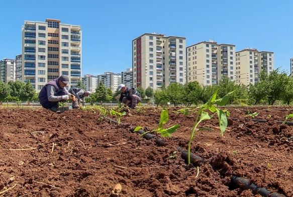 Tohumculukta da bamll bitirecek proje