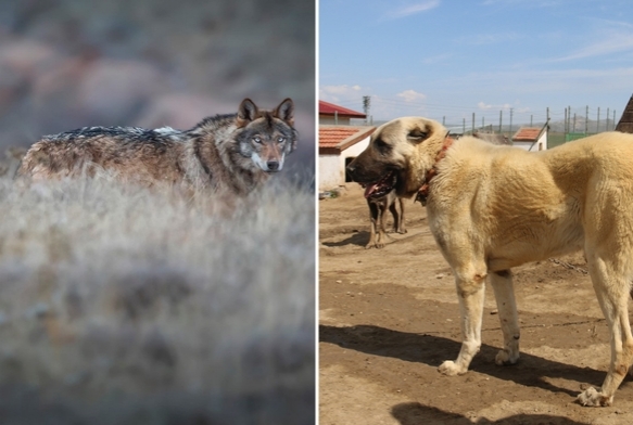 Kangal köpeğine talebi arttırdı!