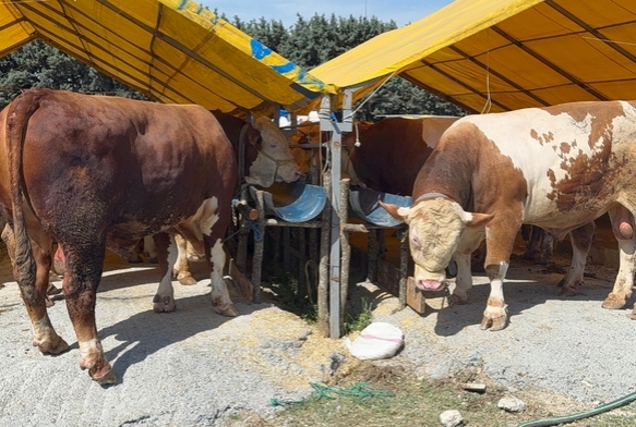 Kurban Pazarları Hareketlendi