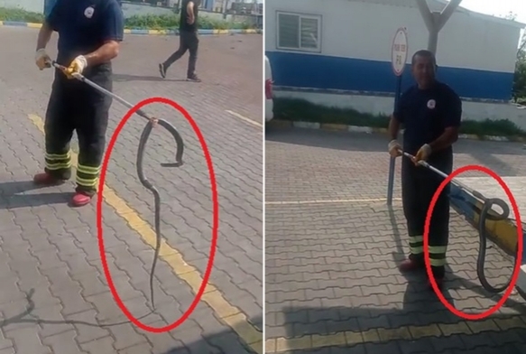 Fabrikaya giren ylan itfaiye ekipleri yakalad