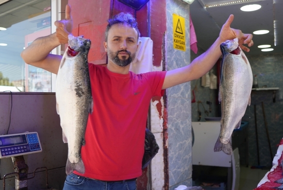 Somon en çok tercih edilen balık