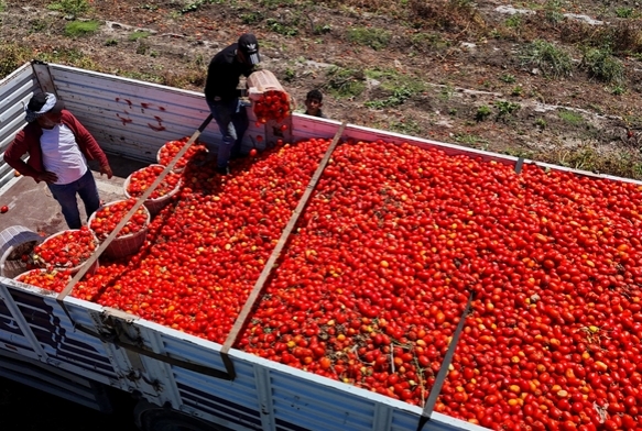 Domatesin tarlada kilogram fiyatı 3 liraya kadar düştü