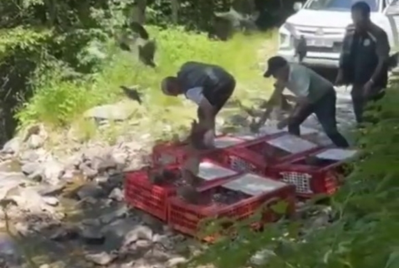Kene ile mücadele timleri doğaya salındı