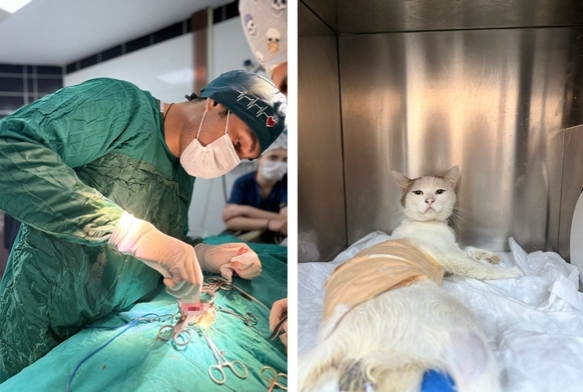 Tfekle vurulan kedi tedavi altna alnd
